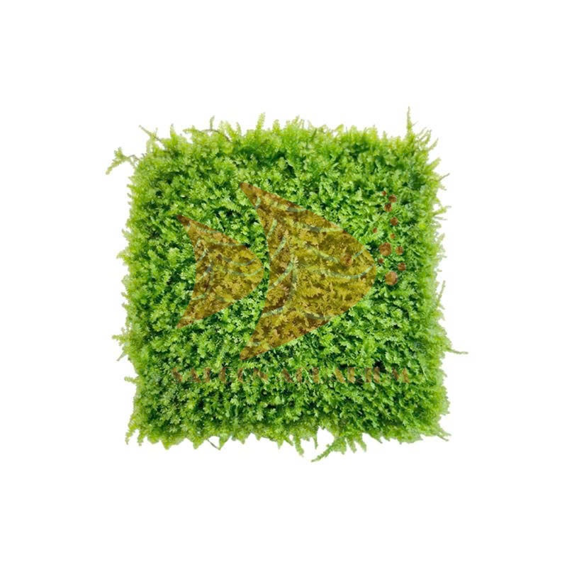 RÊU MINITAIWAN | MINI TAIWAN MOSS – RÊU THỦY SINH TRANG TRÍ CHO HỒ CÁ, TERRARIUM