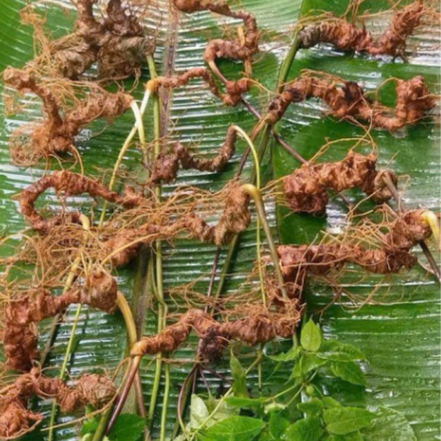 1kg Sâm Lai Châu (Sâm Ngọc Linh) Cổ Dài Hàng Vùi Rừng Lâu Năm Được Kiểm Định