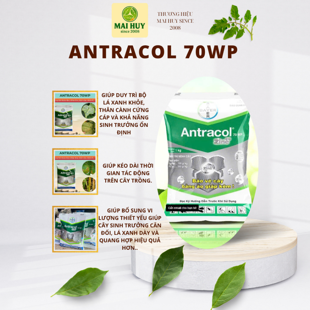 ANTRACOL (Gói 100g) - MAI HUY SINCE 2008