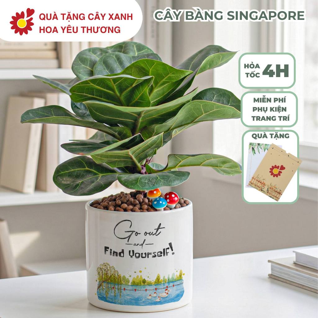 Cây bàn Sing để bàn "Go out and find youself" chậu 11cm