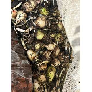 củ mẹ huệ mưa màu vàng nhạt