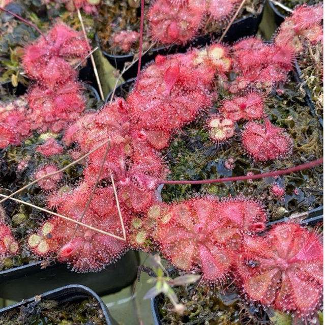 Trang Trí Vườn Drosera burmanii{Việt Nam}, Drosera burmanii{Humpty Doo}
