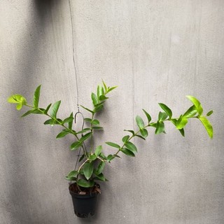 Chậu cây cẩm cù Hoya Densifolia hoa vàng thơm (cẩm cù ổi)