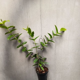Chậu cây cẩm cù Hoya Densifolia hoa vàng thơm (cẩm cù ổi)