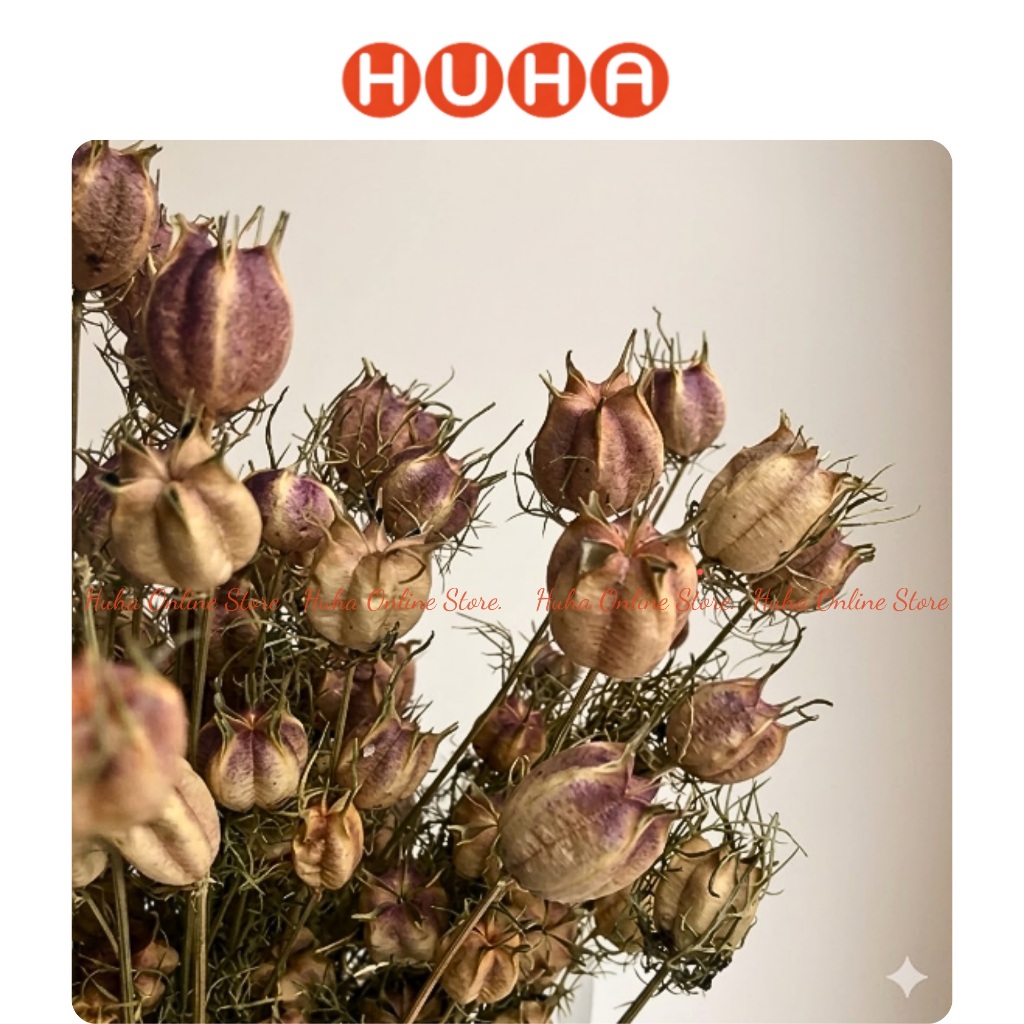 Nigella sativa hoa khô decor phong cách bắc âu, cành quả khô trang trí - hoa khô Huha