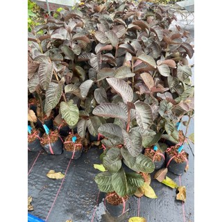 Chậu cây ổi tím malaysia ( Cao 50 - 80cm )