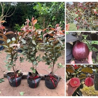 Chậu cây ổi tím malaysia ( Cao 50 - 80cm )
