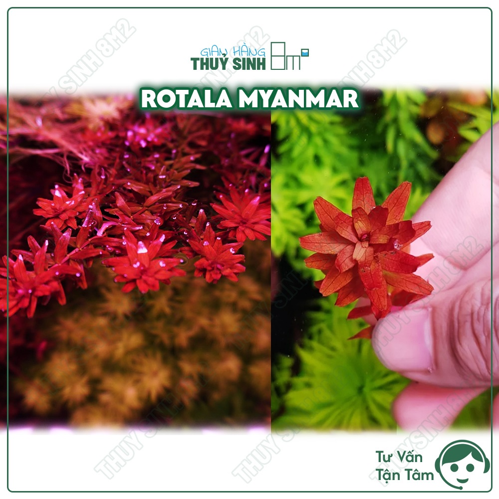 (Giống Mới) Rotala Myanmar | Cây Thuỷ Sinh Hậu Cảnh, Cắt Cắm | 8m2