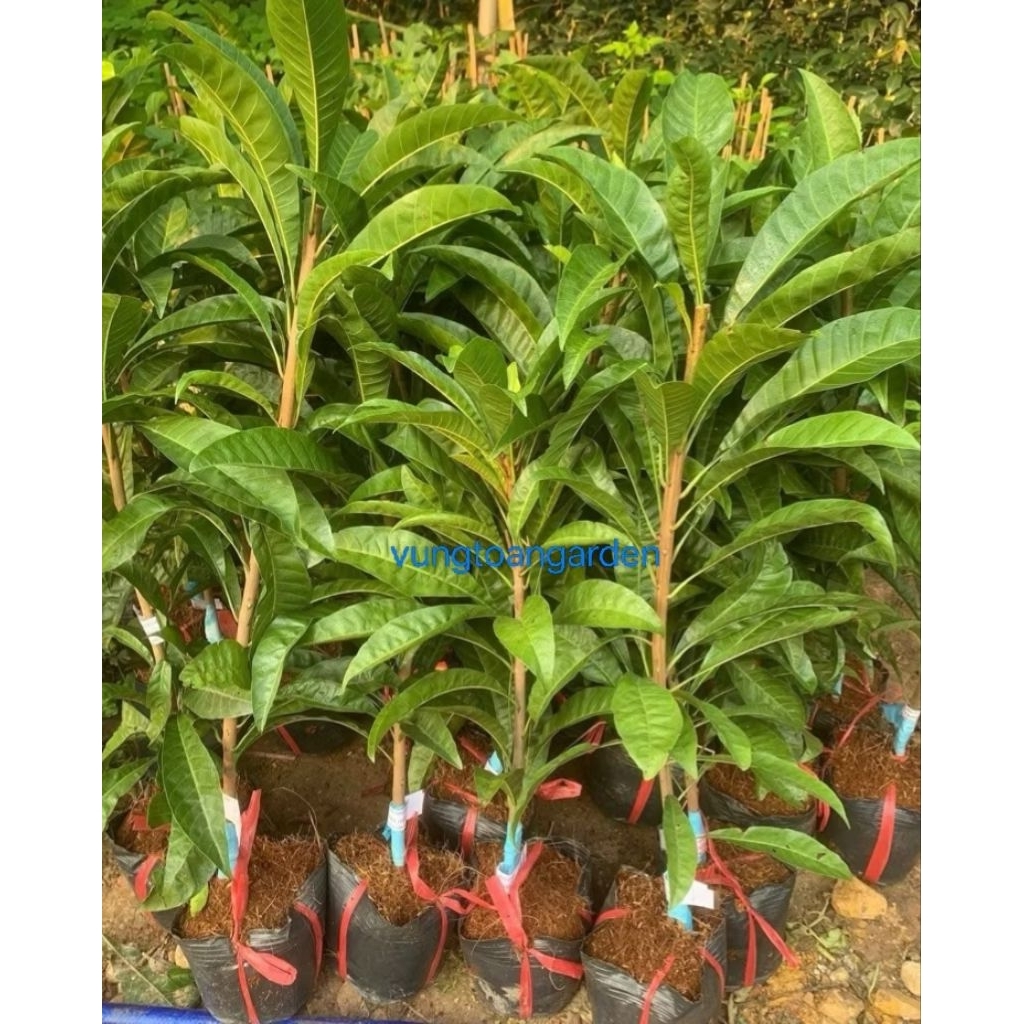 Cây giống Lê Ki Ma Thái