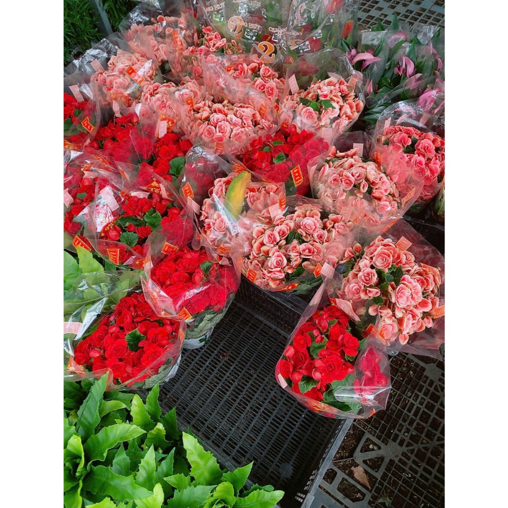 Hoa Thu Hải Đường