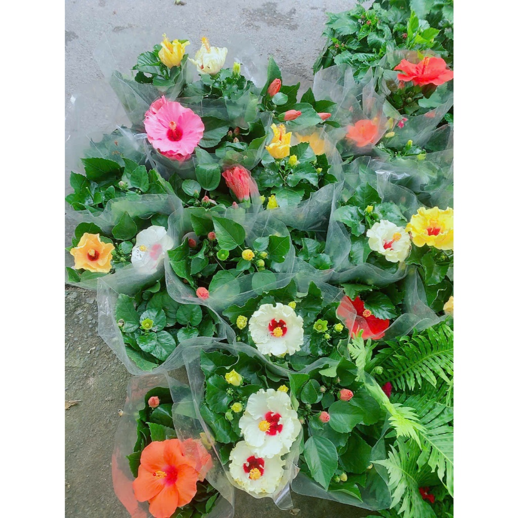 Hoa Dâm Bụt Thái Nhiều Hoa