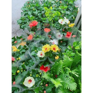 Hoa Dâm Bụt Thái Nhiều Hoa