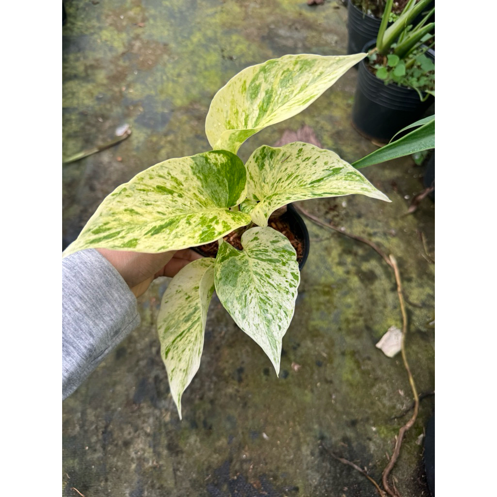 Chậu cây giống trầu bà sữa ( Mable queen )