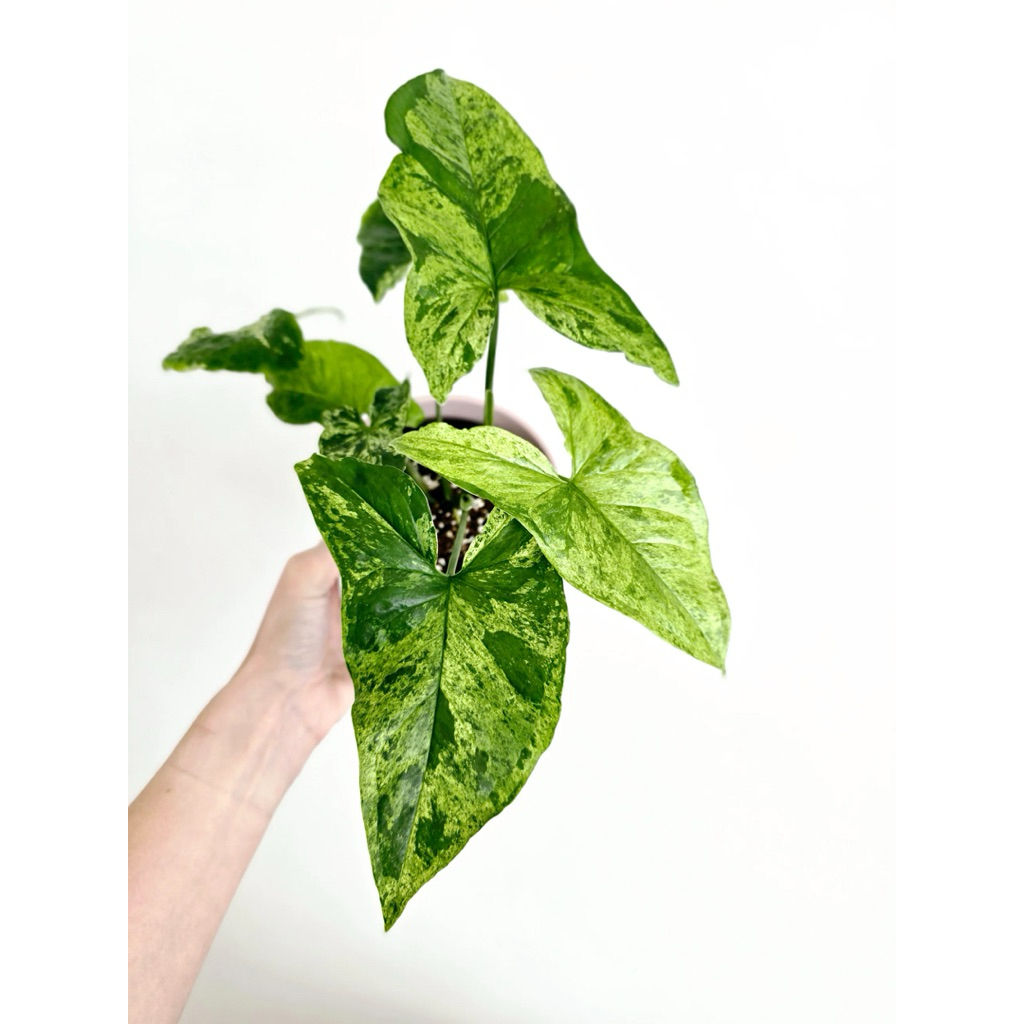 Trầu bà tróc bạc Mojito (Syngonium podophyllum 'Mojito')