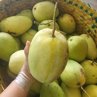 ( combo 2 kg) Xoài tứ quý bến tre size to già rọi giòn, ngọt, nhà trồng