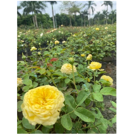Hoa hồng ngoại Catalina rose – Sắc vàng tươi sáng chinh phục mọi tín đồ yêu hoa hồng- Gốc rễ trần