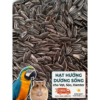 1kg hướng dương sống size Lớn/Vừa/Nhỏ cho Vẹt, sóc, hamter…