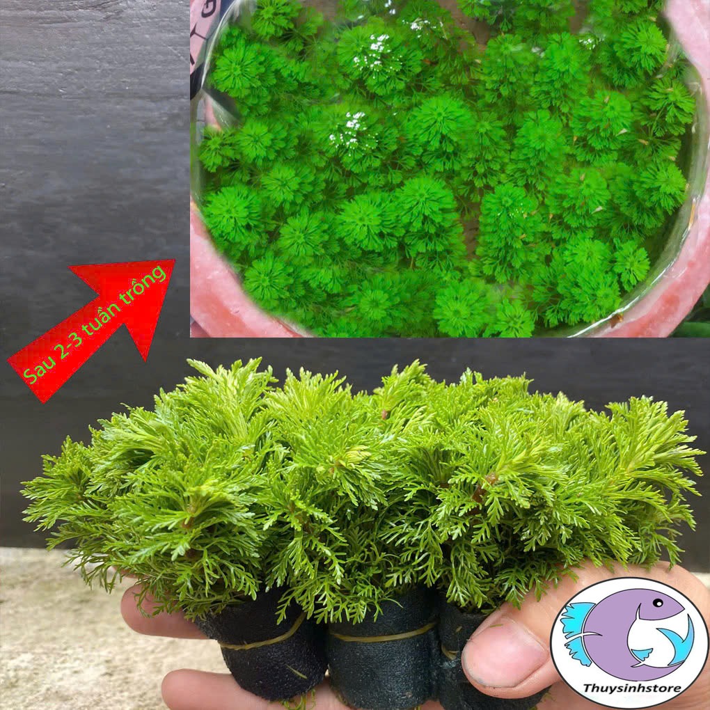 Tiểu bảo tháp 15 cây , cây thủy sinh