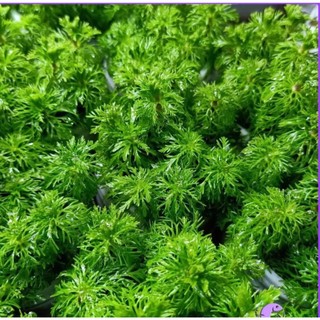 Tiểu bảo tháp 15 cây , cây thủy sinh