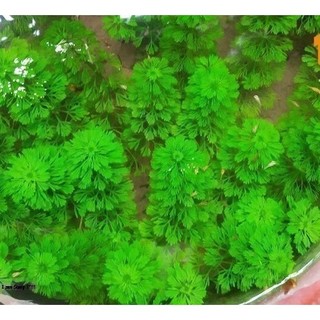 Tiểu bảo tháp 15 cây , cây thủy sinh