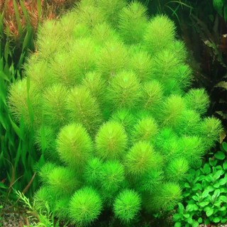 Tiểu bảo tháp 15 cây , cây thủy sinh