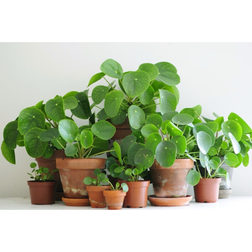 Chậu Cây đồng tiền - cây cỏ gương (Pilea peperomioides) - Cây cảnh để bàn