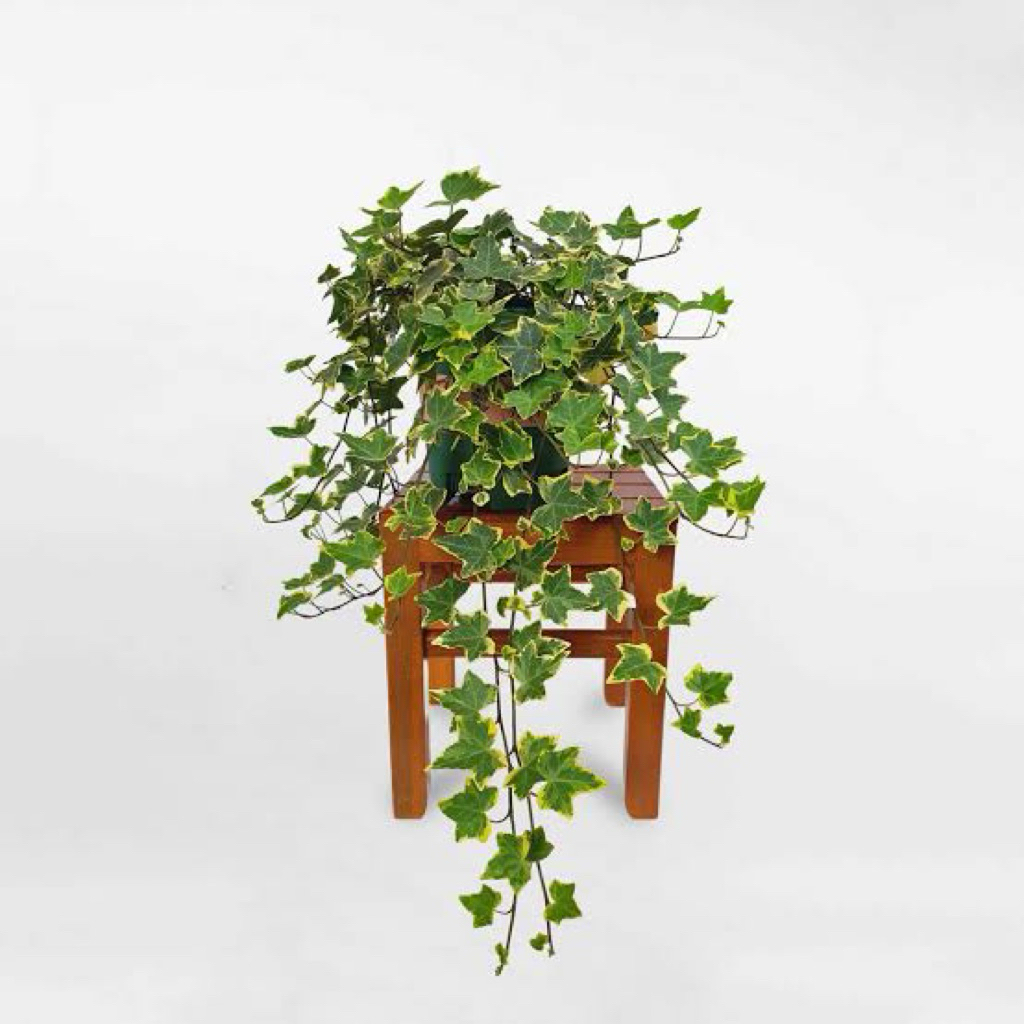 Chậu Cây thường xuân chậu lớn ( Hedera Helix ) - Cây cảnh decor, tạo bóng mát phát triển nhanh thành