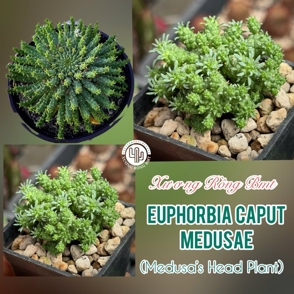1 cây xương rồng Euphorbia Capcut Medusae