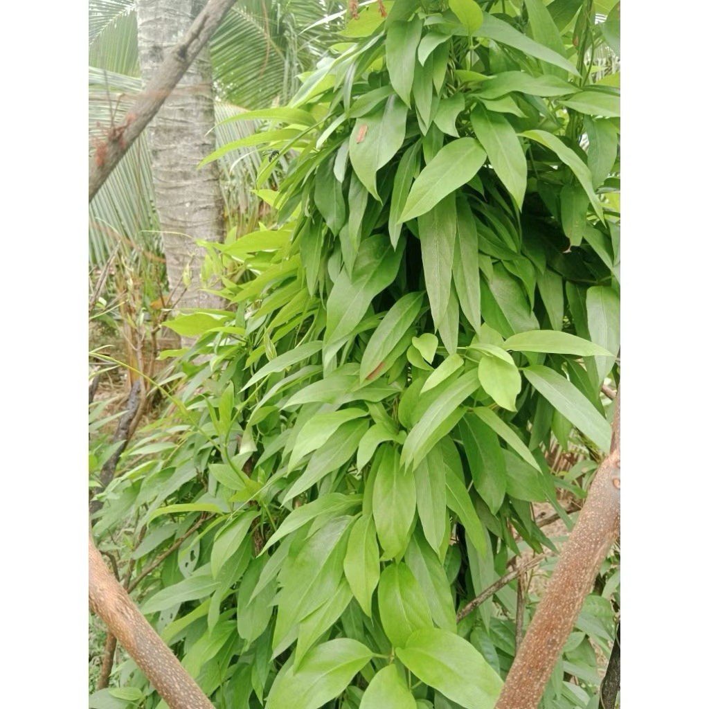 1kg dây lá mơ, mơ rừng (lá thúi địch)
