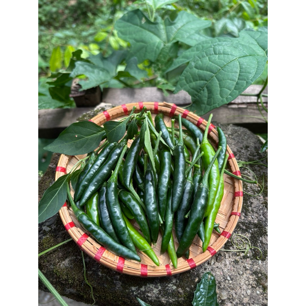 [1kg]Ớt sừng xanh cay thơm hắc mùi ớt xanh cay tê