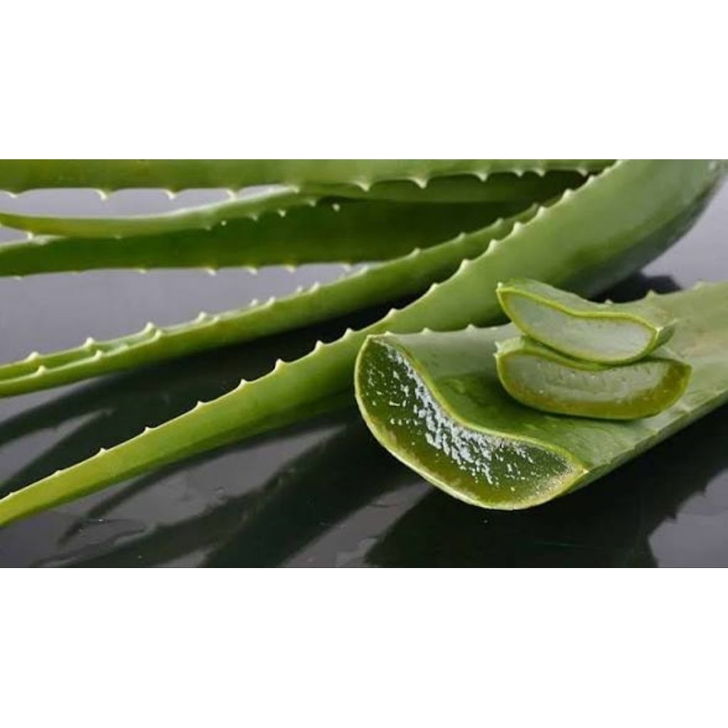 Nha Đam Bẹ Nhỏ Tươi Sạch, vườn trồng - Nha Đam Tươi Giòn Ngọt, Đa Năng Cho Làm Đẹp & Giải Nhiệt (Bán