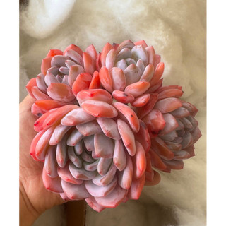 sen đá MONROE HỒNG CAM siêu bự 13-15cm