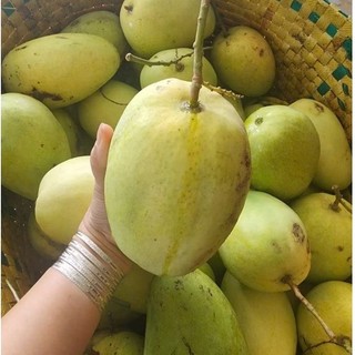 (combo 3kg) Xoài tứ quý bến tre size to, già rọi, giòn, ngọt, nhà trồng