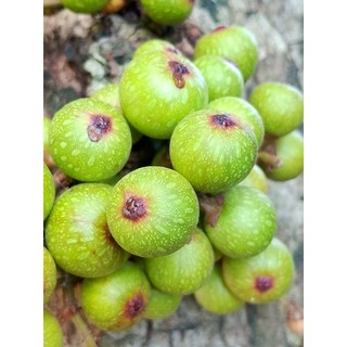 Lá sung non, trái sung  hữu cơ 200g ( Hoả tốc)