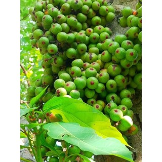 Lá sung non, trái sung  hữu cơ 200g ( Hoả tốc)