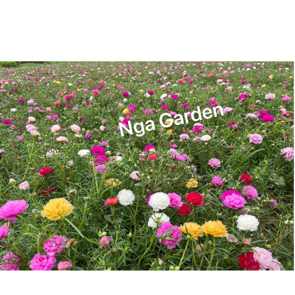 |SALE| 10 kg cành hoa 10 giờ hoa mười giờ hái tay đủ mầu cành dài