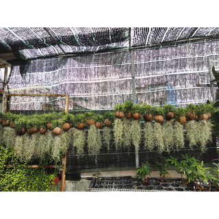 Cây Không Khí ( Tillandsia Usneoides ) treo