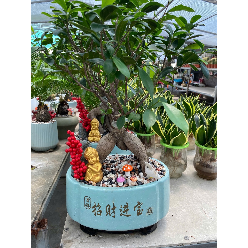 Combo Tiểu Cảnh Cây Si Bonsai Để Bàn - Cây Cảnh Nghệ Thuật Mini Trang Trí Bàn Làm Việc Nhà Cửa Kèm C