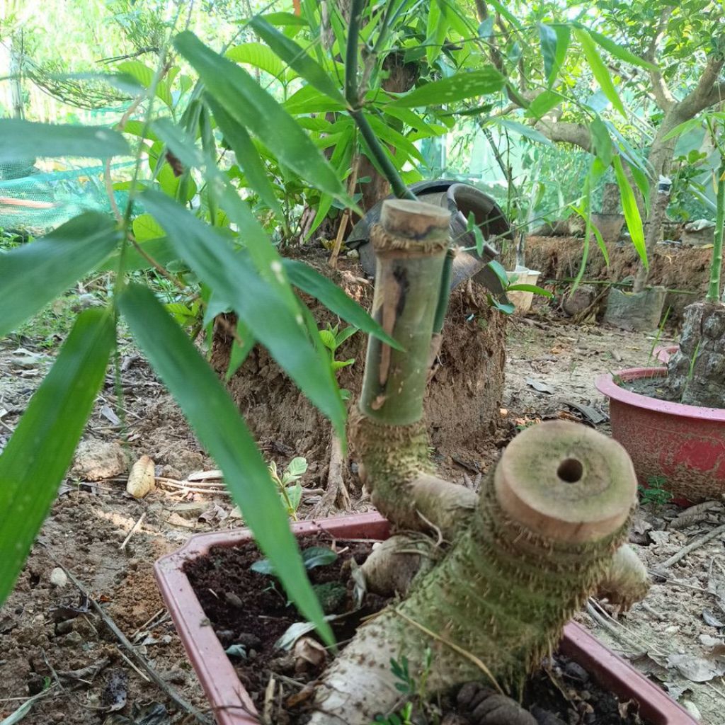 Tre Bonsai tre gai lá nhỏ