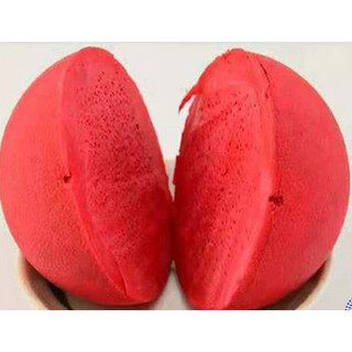 Bóng Tập Cắn Cao Su Có Dây Cho Chó - Bóng Cao Su Siêu Bền Đặc Ruột Cocopetshop