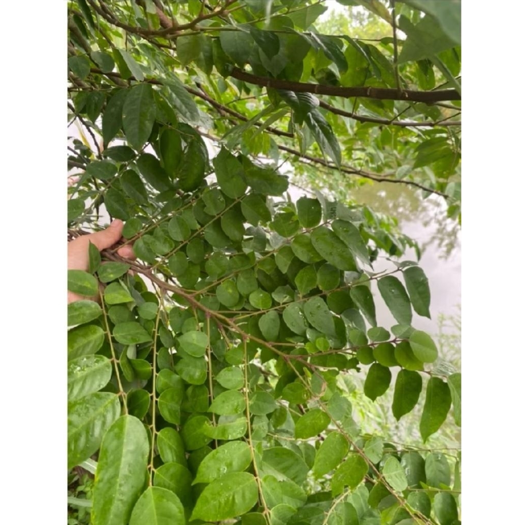 Lá khế chua