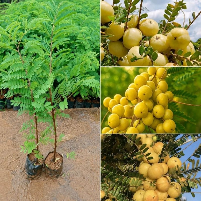 Cây giống me rừng ( mắc kham)