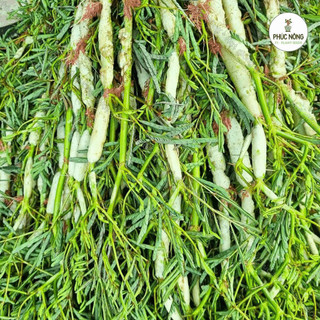 rau nhút tuoi nấu canh chua hoặc xào rất ngon (giao miền nam)