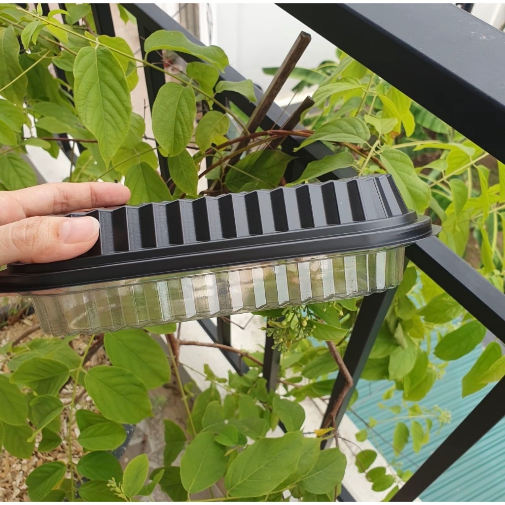 ( Combo 2 lốc = 100 cái) Hộp nhựa HT203 - Hộp nhựa đế đen HT203-HUONG NGA SHOP