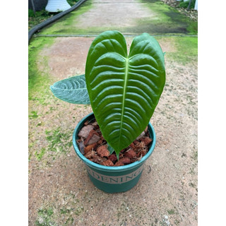 Chậu anthurium veitchii - Anthurium king
