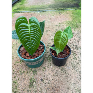 Chậu anthurium veitchii - Anthurium king