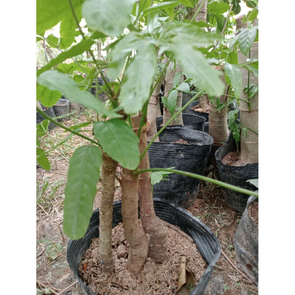 cây giống lá lằng , lá đắng ,chân chim