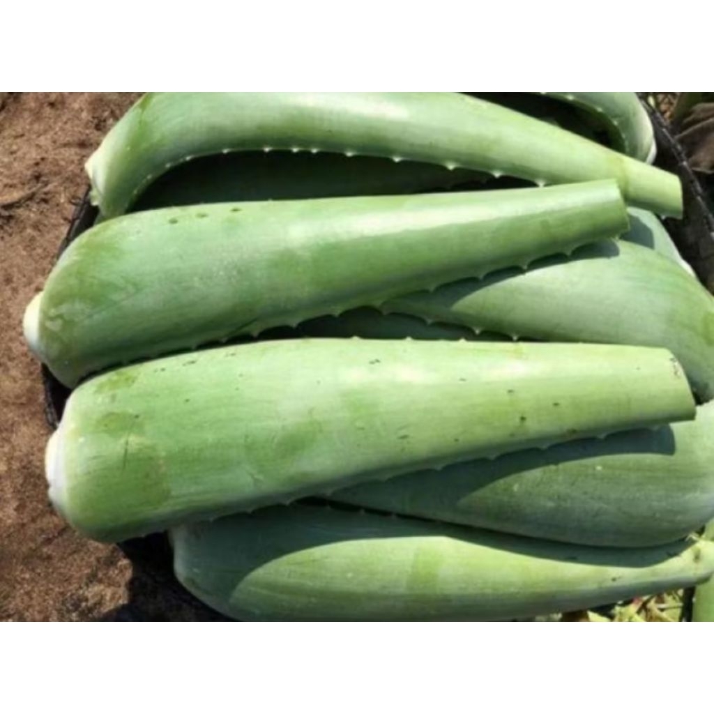 2 kg bẹ nha đam tươi