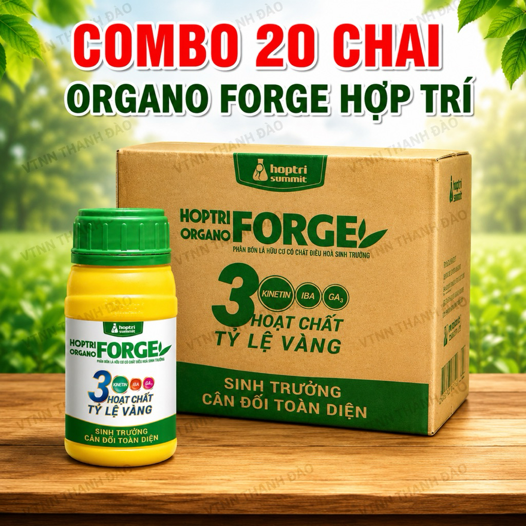 COMBO 20 chai ORGANO FORGE HỢP TRÍ 250ml