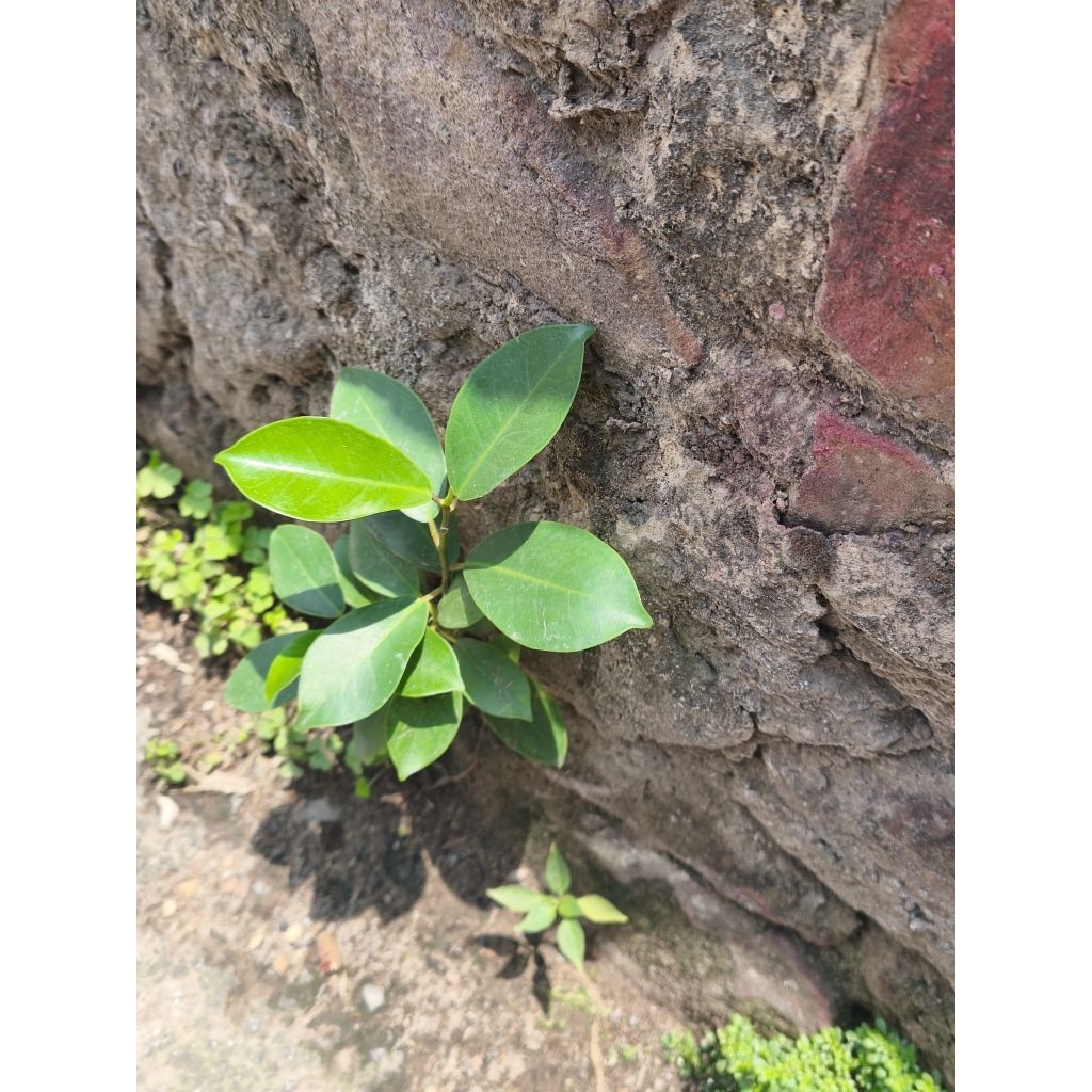 cây xanh con cây si xanh cây cảnh mini